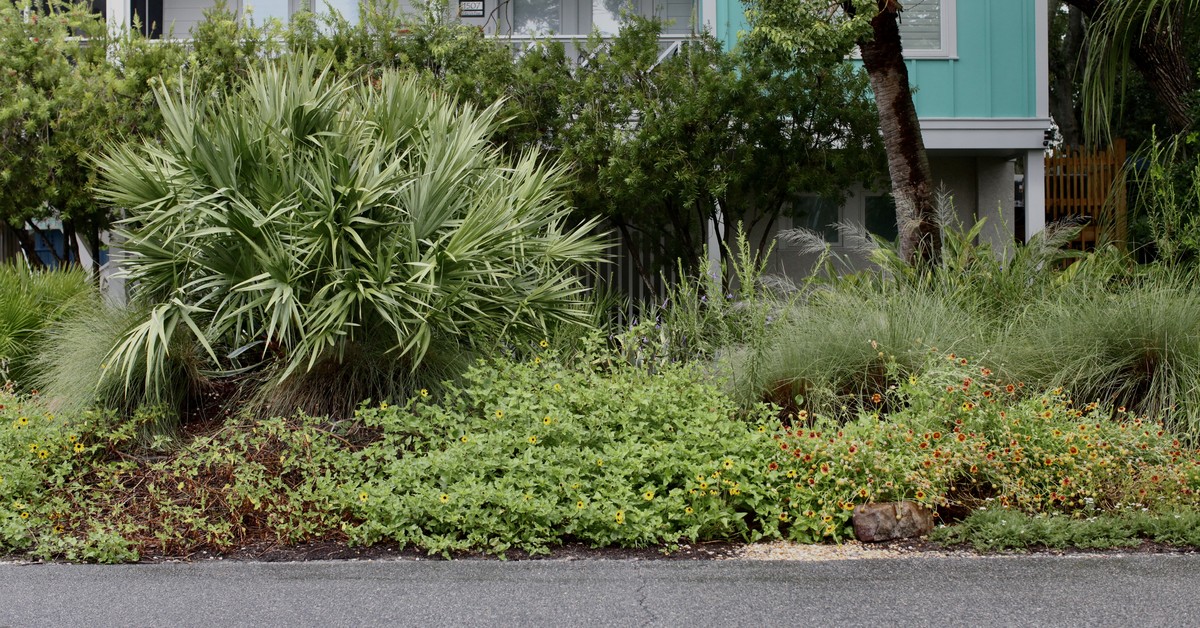 Lush Tybee native plants