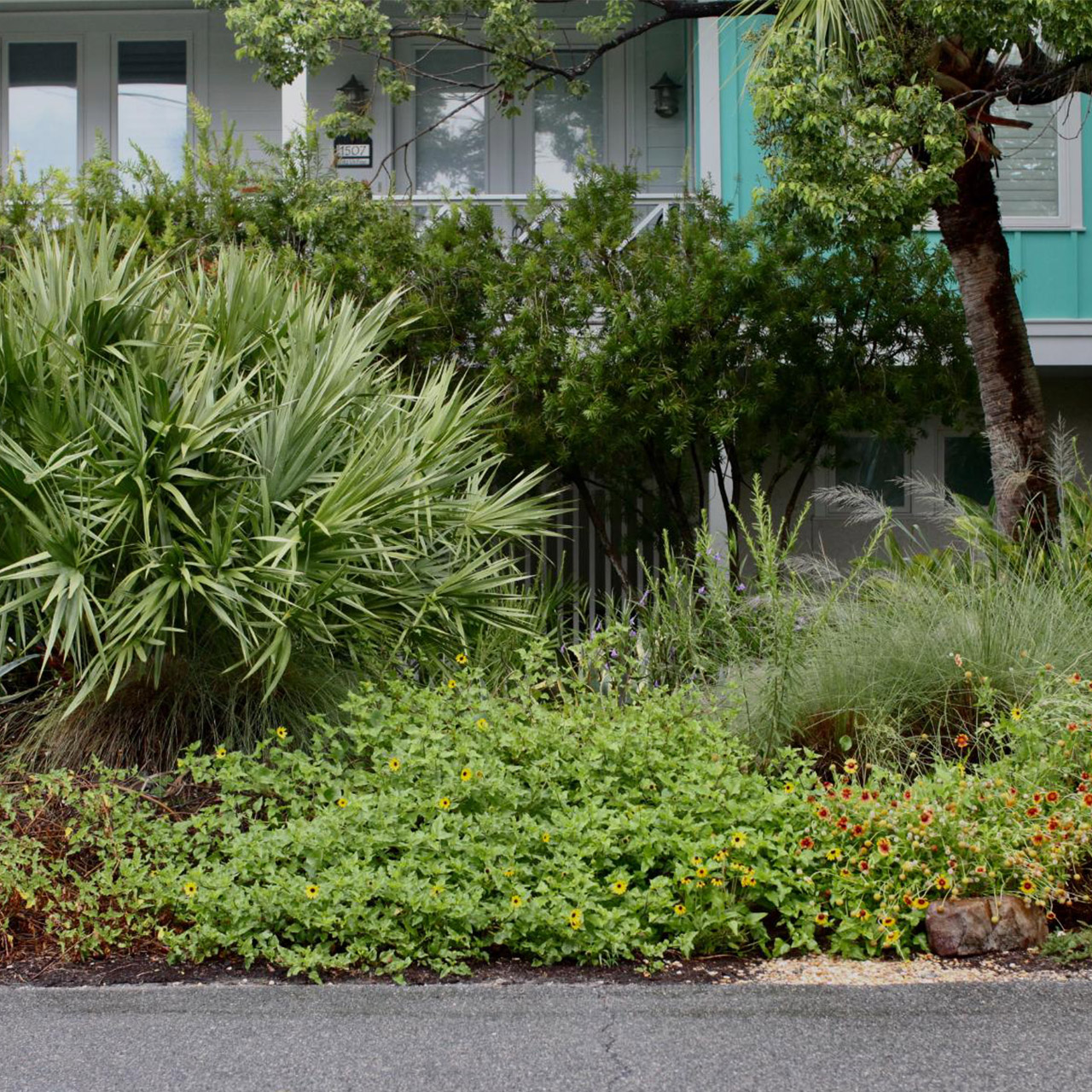 A lush, vibrant front yard with native coastal plants.