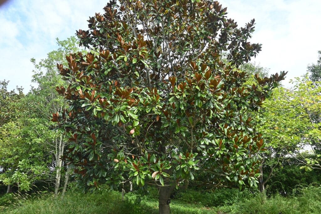 Southern Magnolia. A classic for a reason.