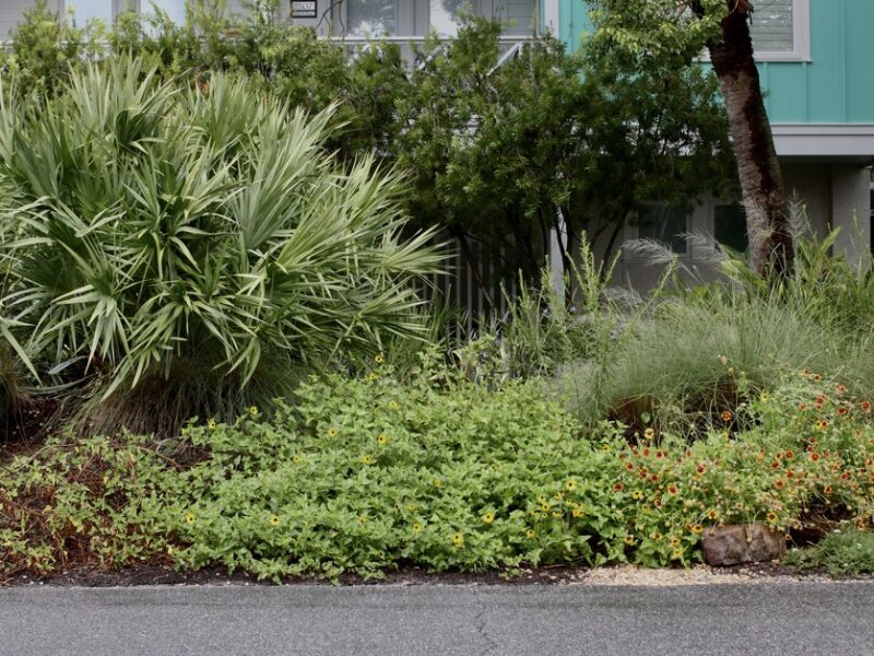 Lush Tybee native plants