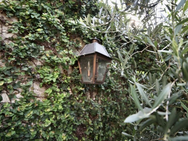 copper_lighting_fig_vine_wall_olive_tree