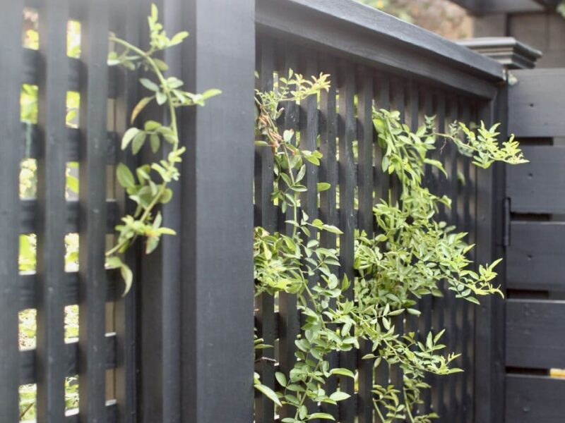 custom_lattice_pergola_vine
