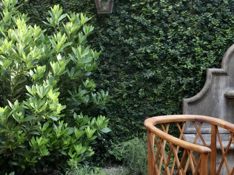 fig_vine_wall_copper_lantern_historic_courtyard