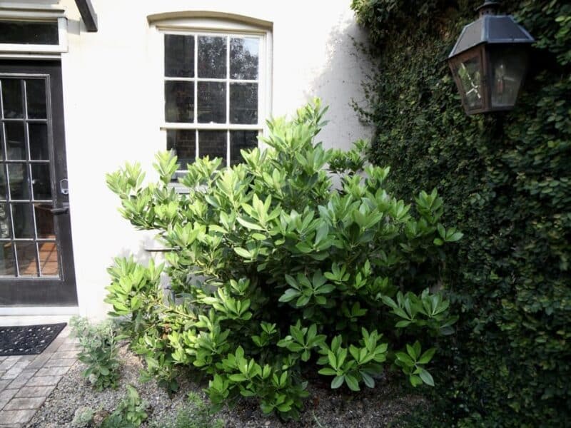 green_anise_evergreen_native_shrub_lush_historic_courtyard