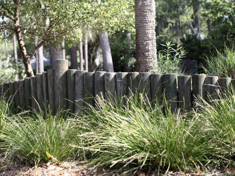 Coastal Savannah landscaping
